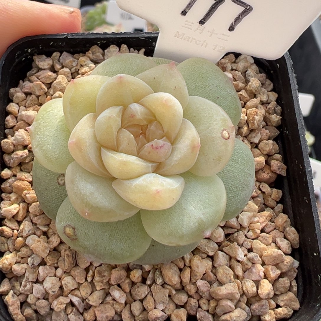 177号风花雪月系列玉瑶