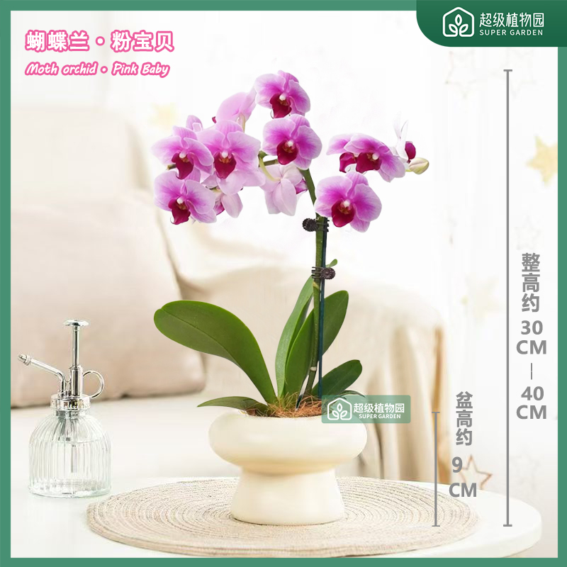 【1-2花剑带花带花苞发货】蝴蝶兰盆栽稀有花卉绿植多季开花粉宝贝