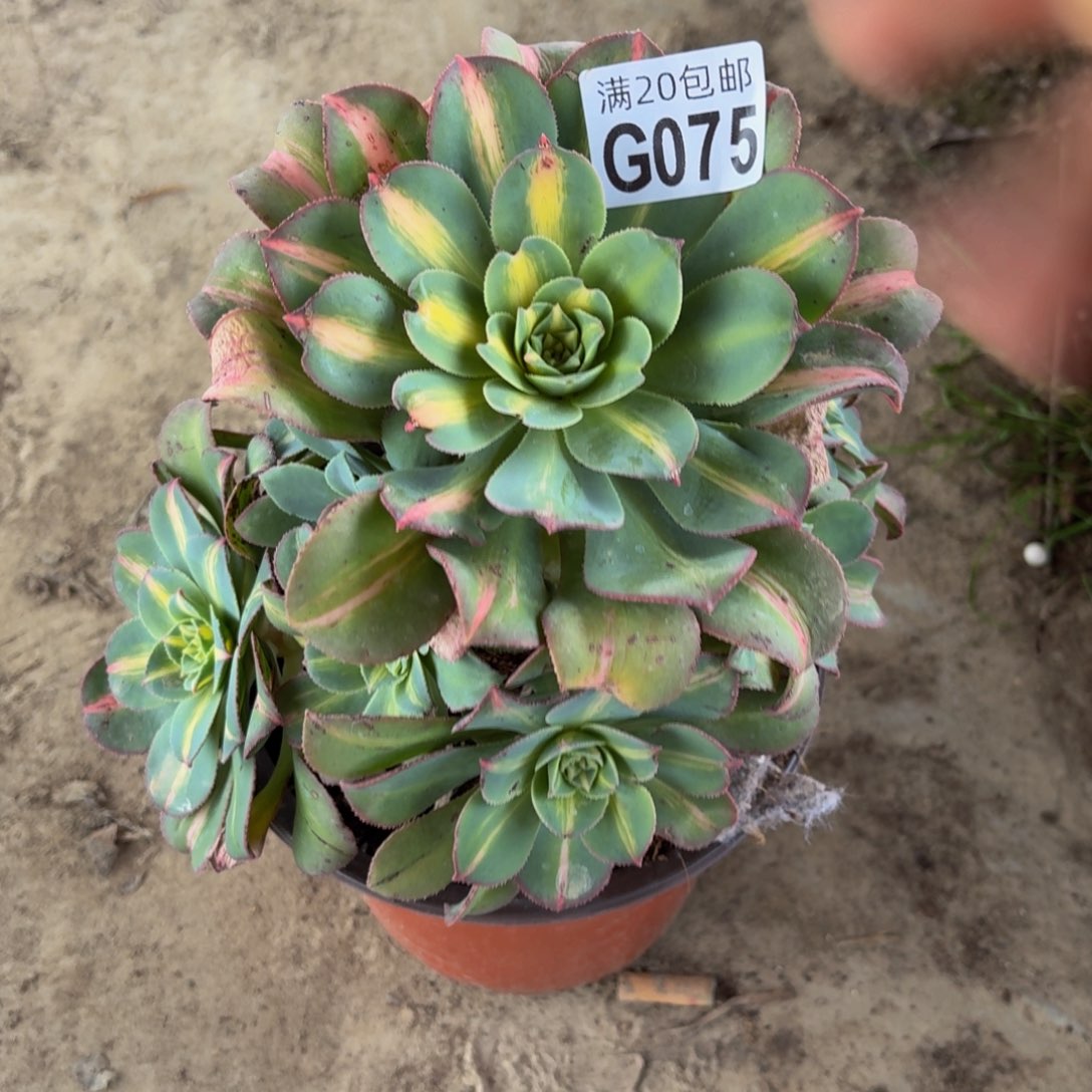 75多肉植物捧花的