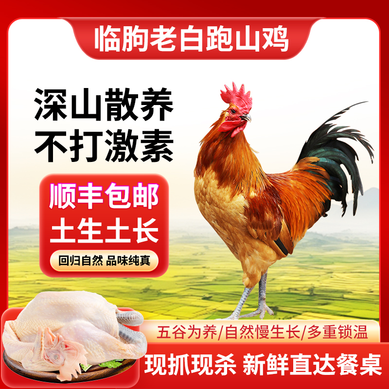 1年内高山生态散养跑山鸡溜达土鸡大红公鸡小笨鸡农家散养【顺丰】