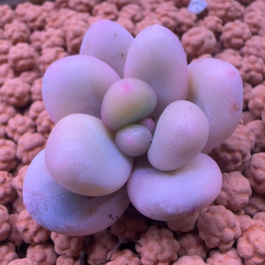 奶酪锦 多肉植物