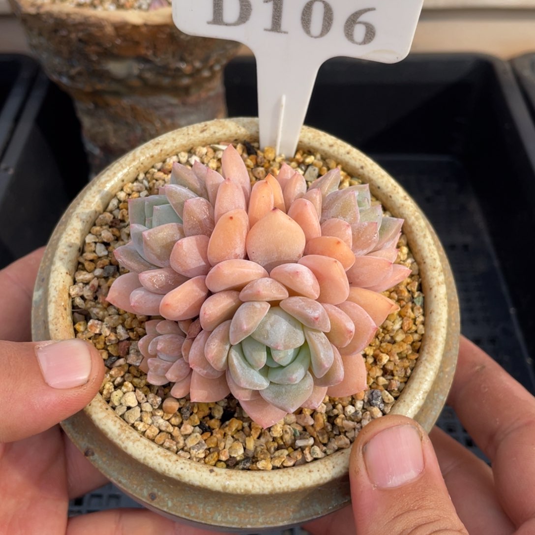 106梦之雪不带盆7厘米