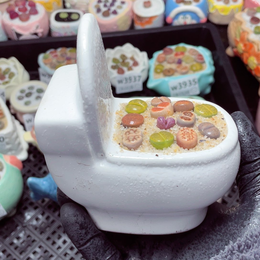 w3946--带盆土发货，零下地区拍保温