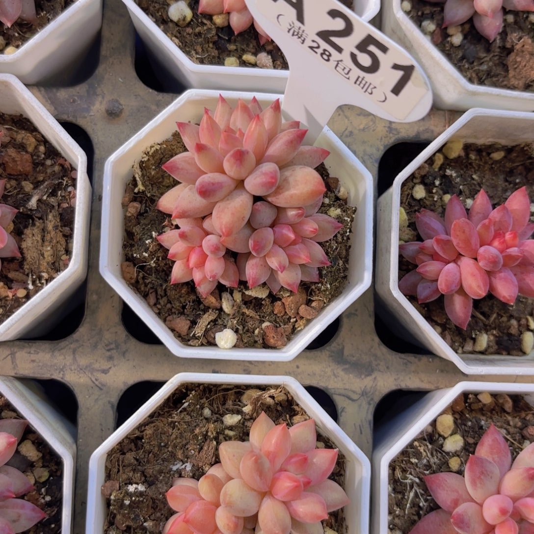 A251虞美人一物语拍