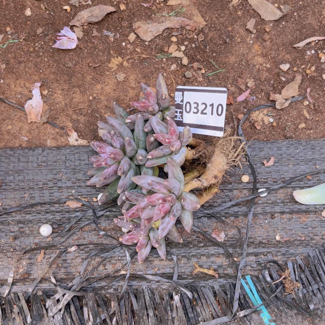 怪***猫乌拉克拉多肉植物03210