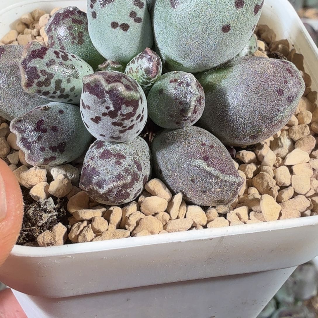 赵***吏丸叶海豹          