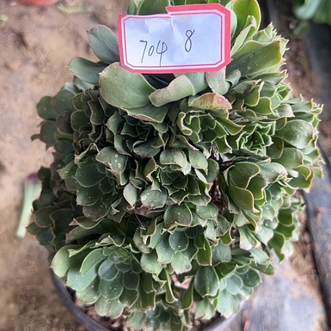 多肉植物绿羊绒704