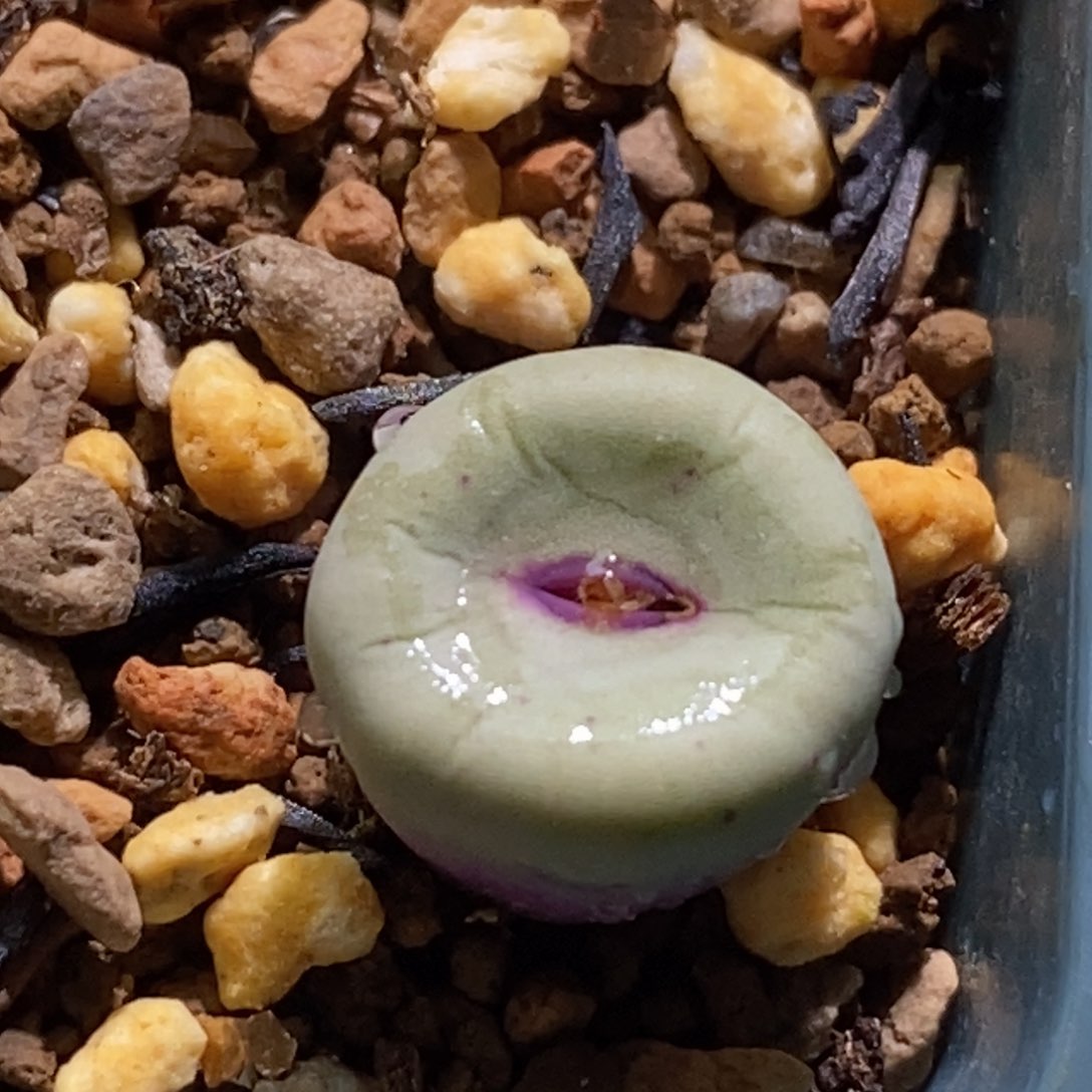 火大1380b红嘴嘴好看好看好看