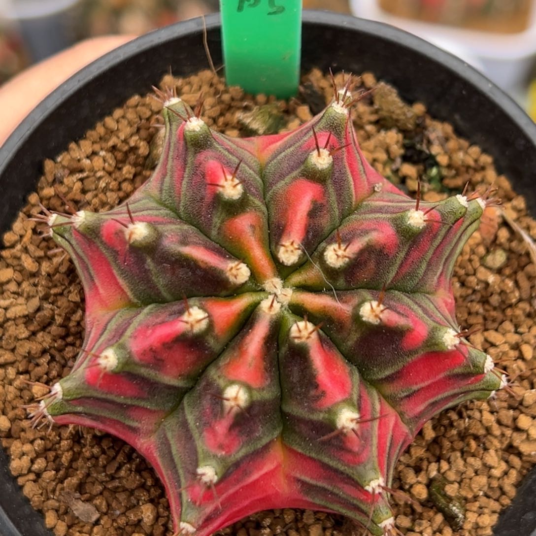 泰系实生米哈锦A105