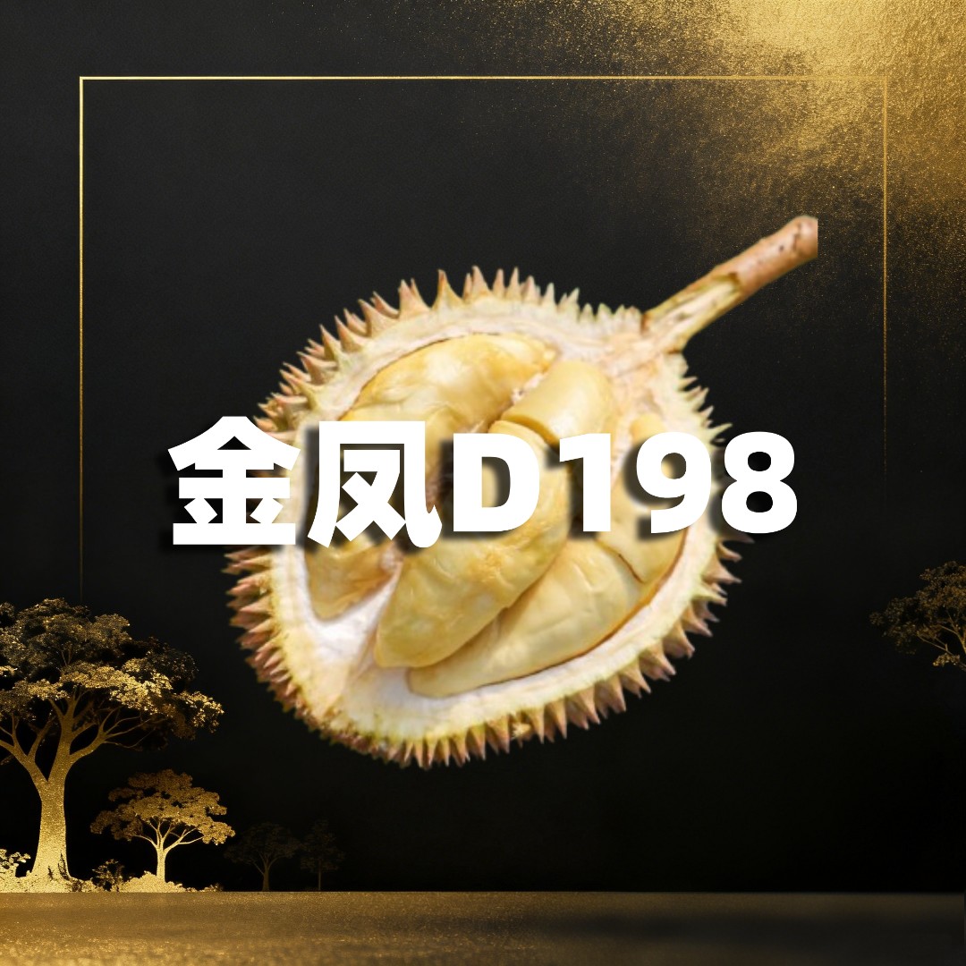 【金凤D198】液氮锁鲜一整个自然树熟保4房金凤D198马来西亚金凤D198马来西亚