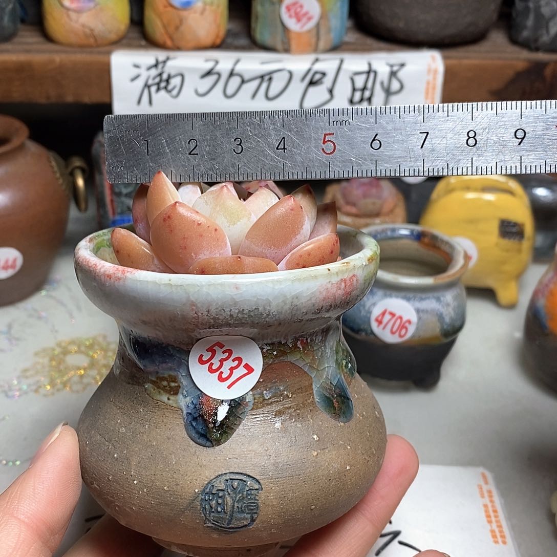 红陶拍5送一个小