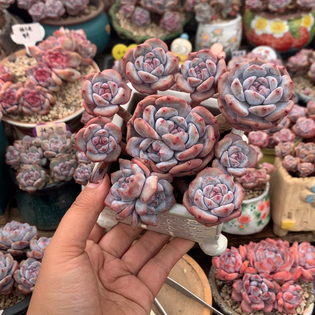 哈哈哈哈哈哈哈21