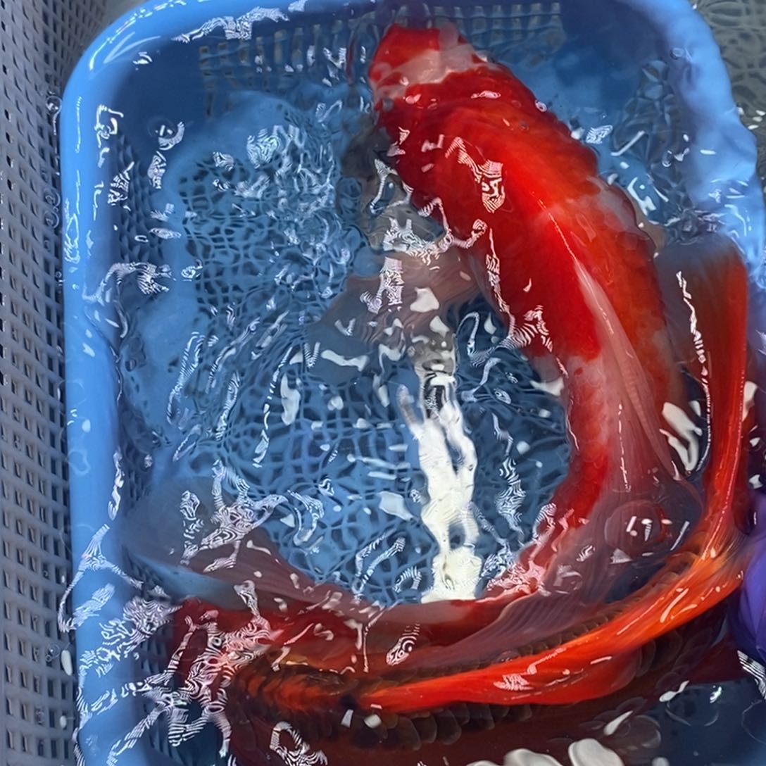 锦鲤冷水锦鲤包邮