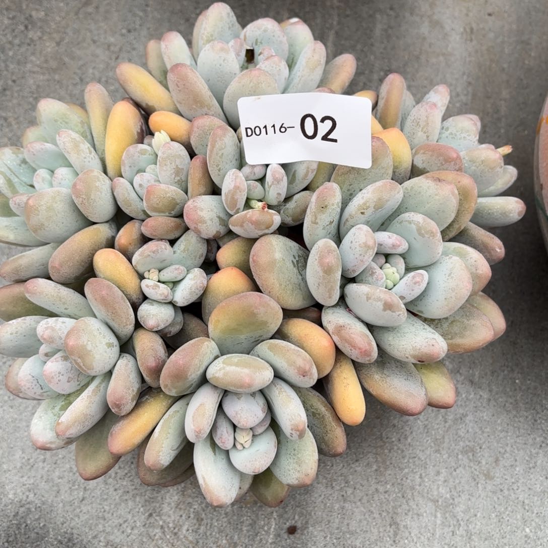 芳*同温层多肉02香水