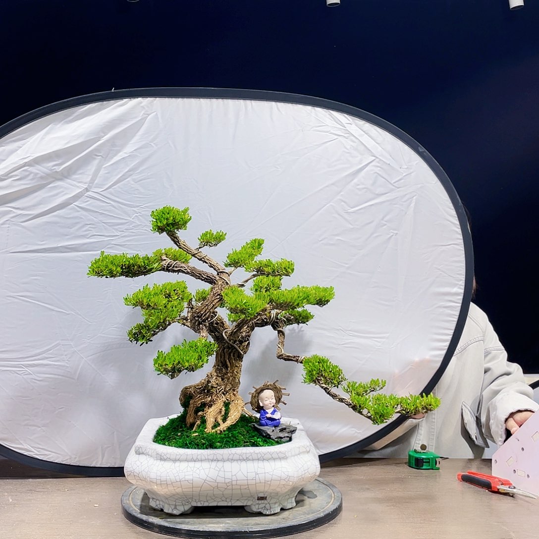 完全开放黄杨盆景四季常青