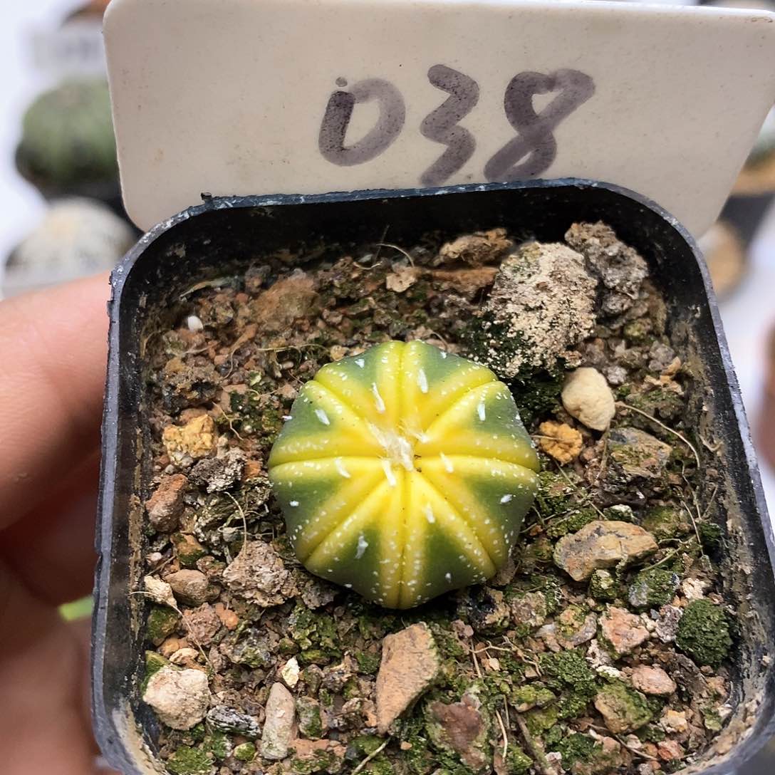 开播福利特价款哦