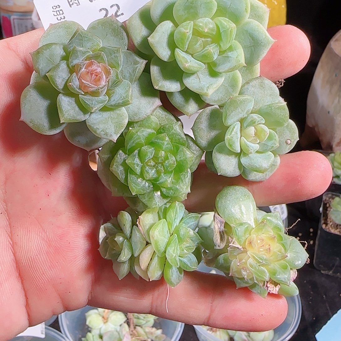 肉气球花园0803-22