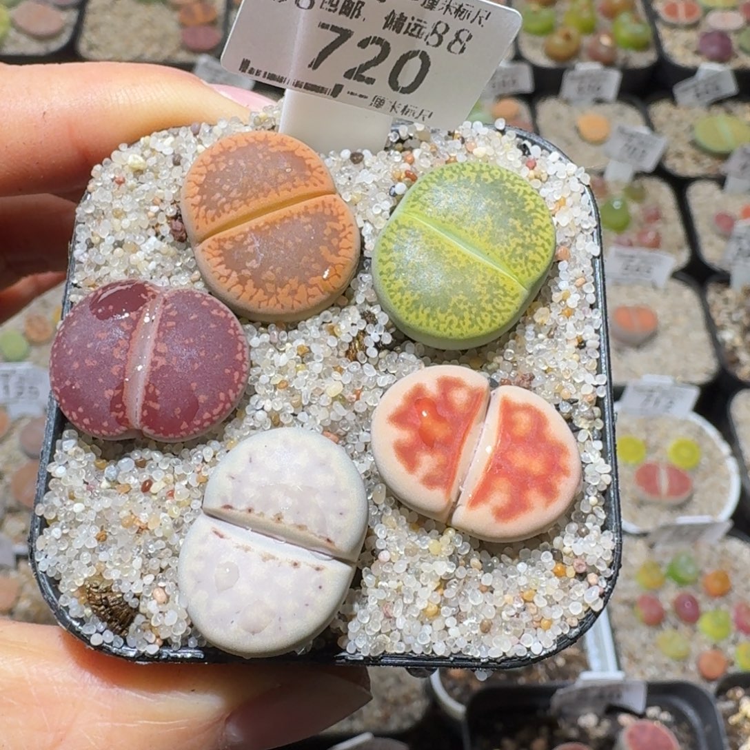 Sss精品清货价720