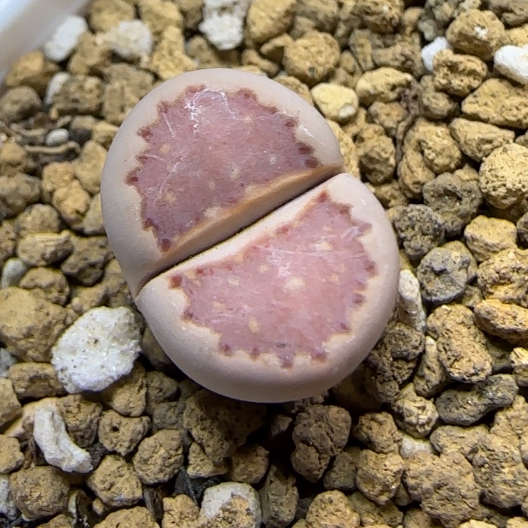 12.3 .紫饼干.9004尺寸1.3cm