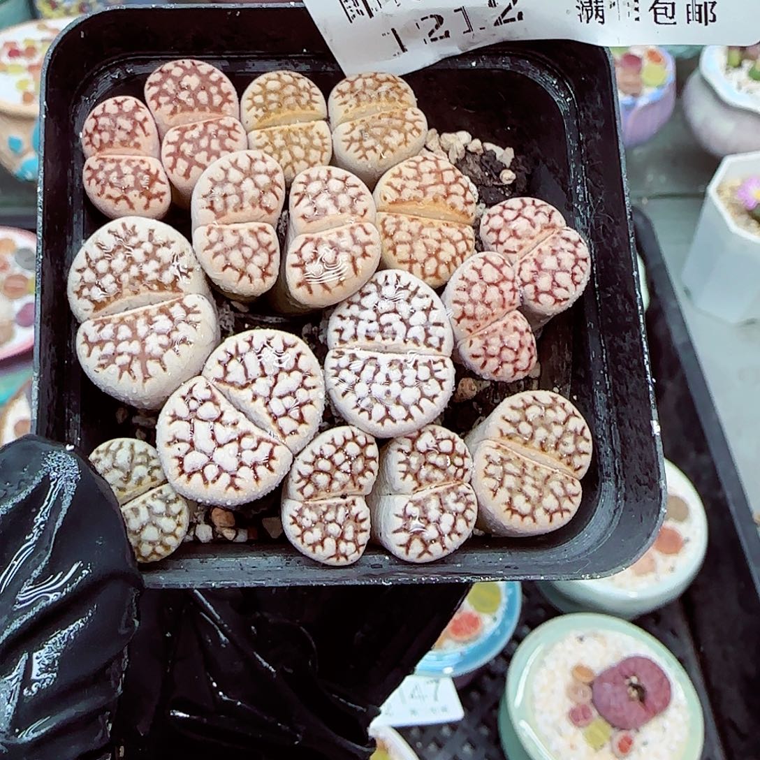 生石花满18包邮1212-158