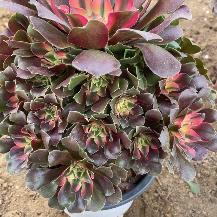 无花朵535多肉植物香妃