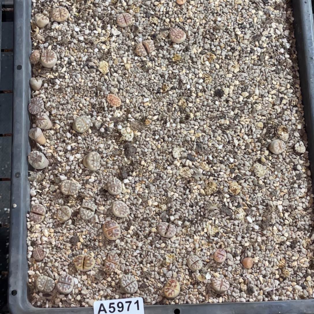 夷***泽5971福利筐1不售后