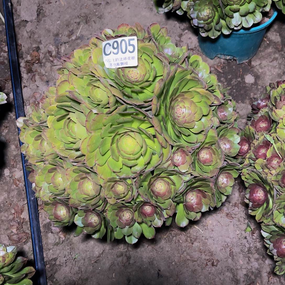 法师法师14//32包邮法师