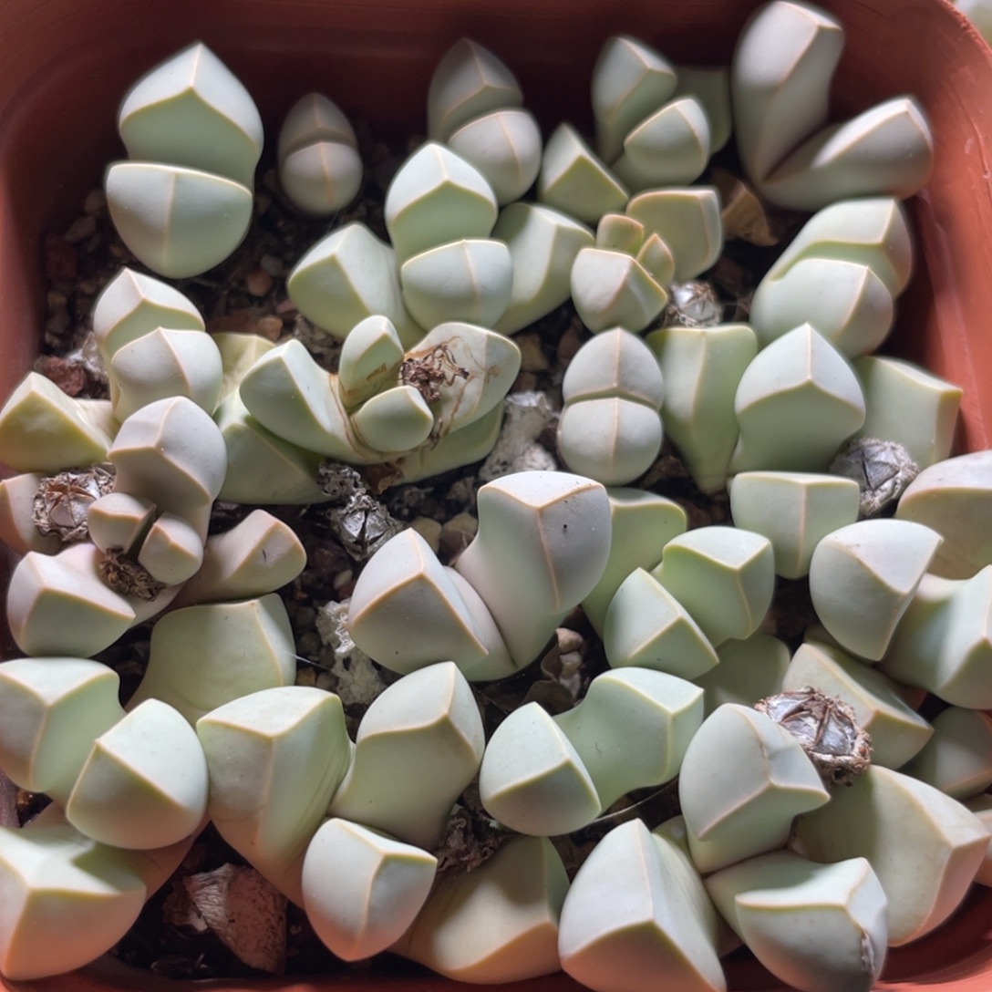今晚大盆特价更新～6