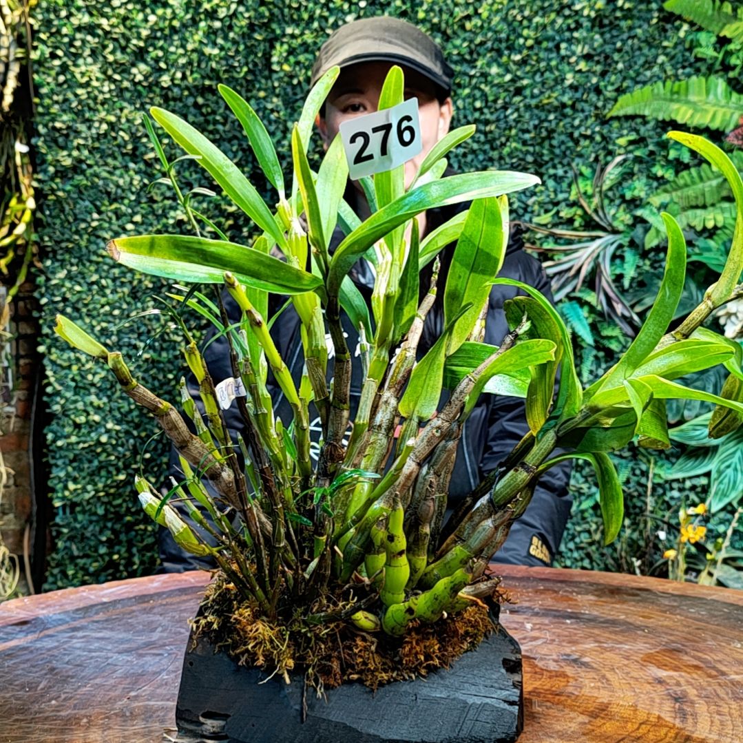 【闪购商品】276翅萼，姬竹叶， 金钗花