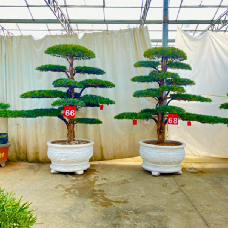 庭院罗汉松造型盆景别墅花园景观植物迎客松一物一拍