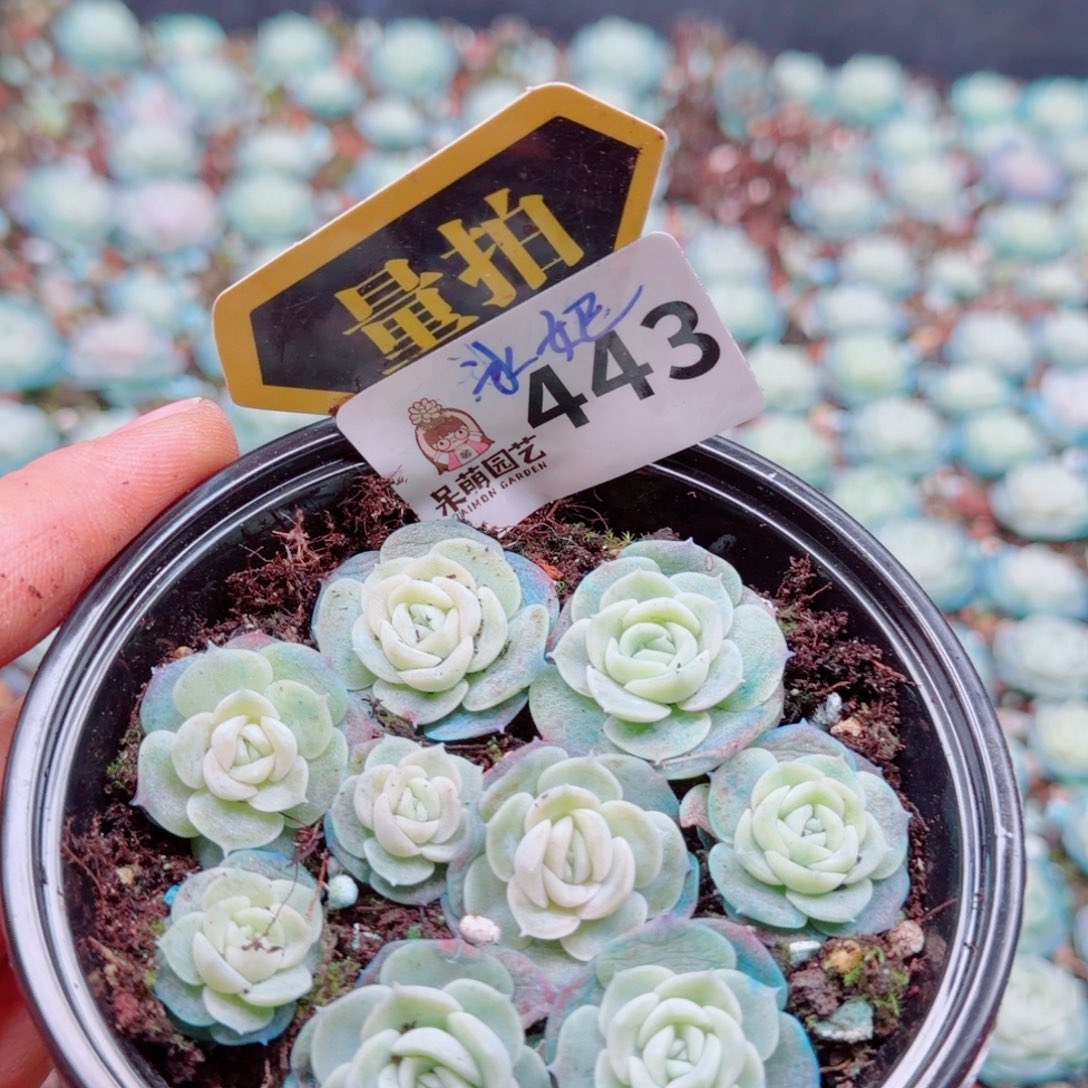 多肉植物多肉植物