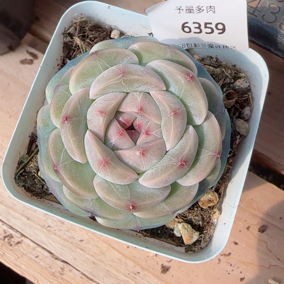 孤品，6359多肉植物