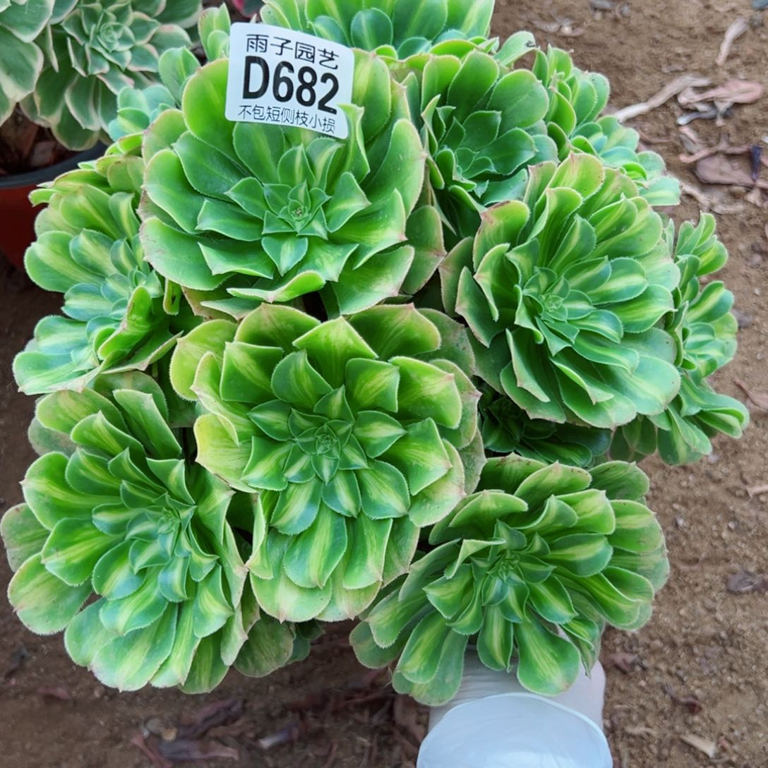 682翡翠琉璃雨子多肉植物