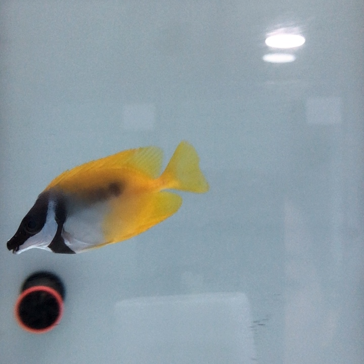 海水鱼海水观赏鱼黄狐狸6-7秒颗粒