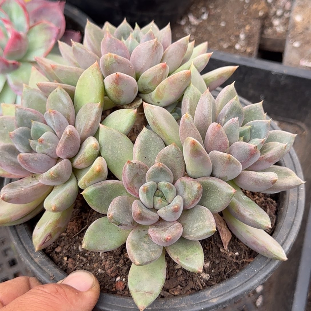 红象牙物一拍包装收缩花旱