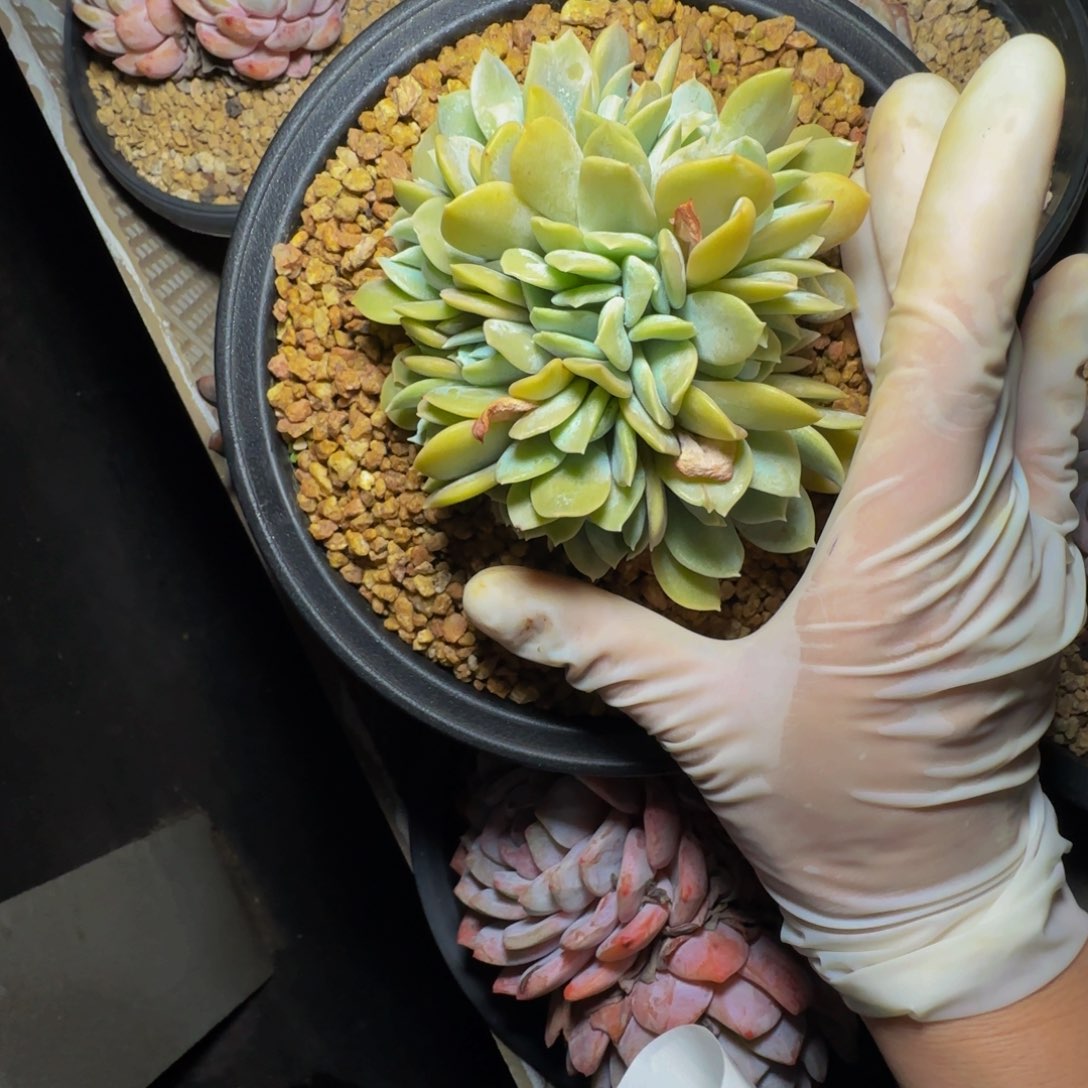 高**弟d d d d d d d d 56