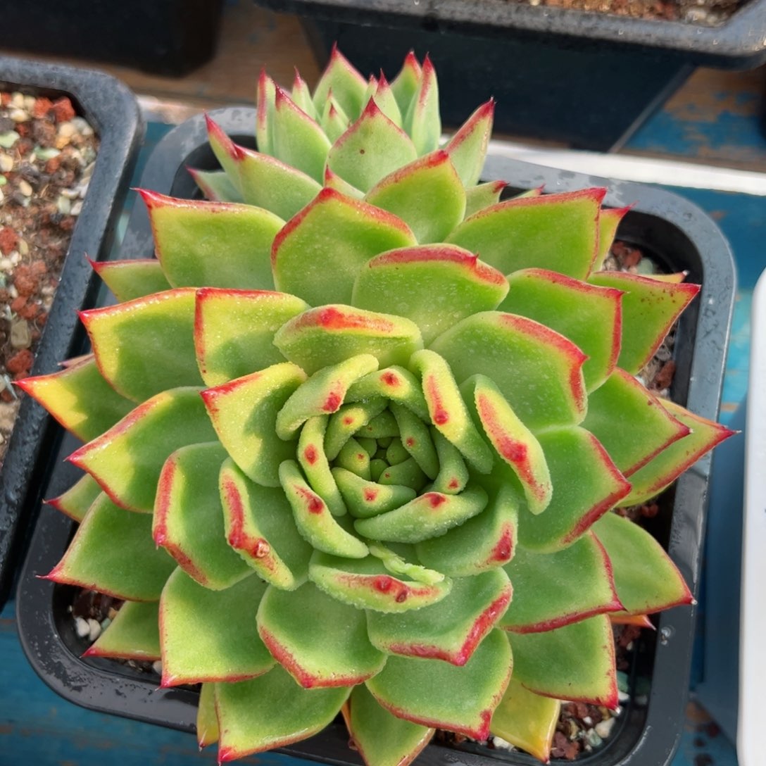 多肉植物一物一拍021