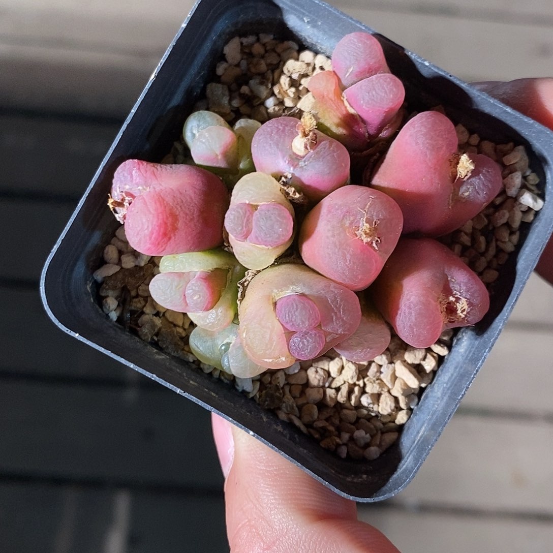 28315。   一群。   一群。  