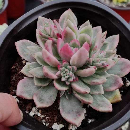 玫瑰橙白覆轮锦群