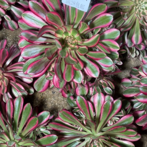 流**叶香多肉多肉多4331