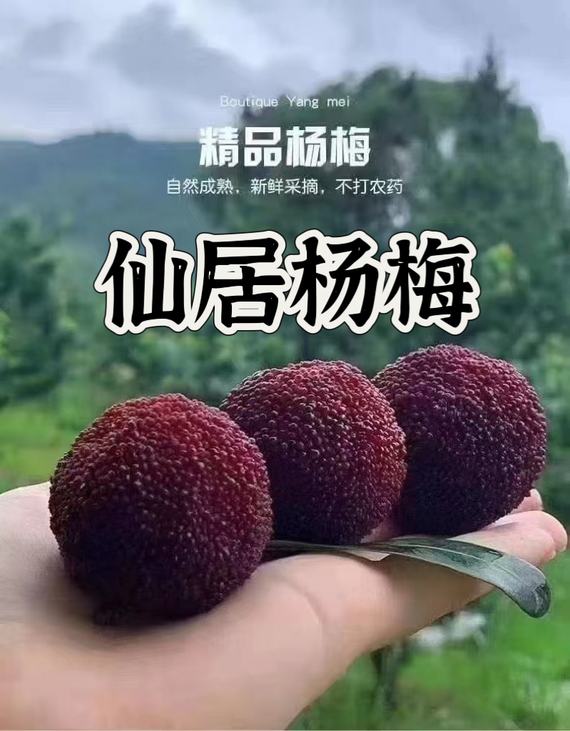 现采现发仙居杨梅东魁杨梅荸荠杨梅水晶杨梅甜酸可口应季水果