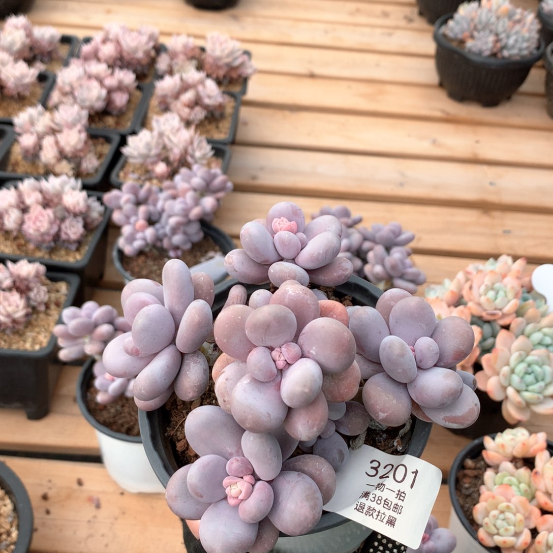 14.5厘米九头原始奶3201