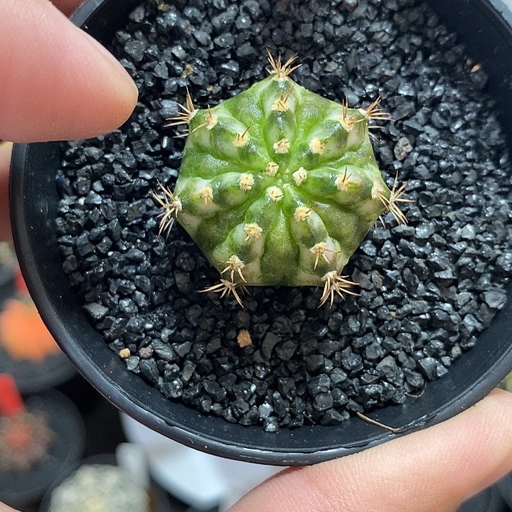 大腹肌海神——元旦福利45