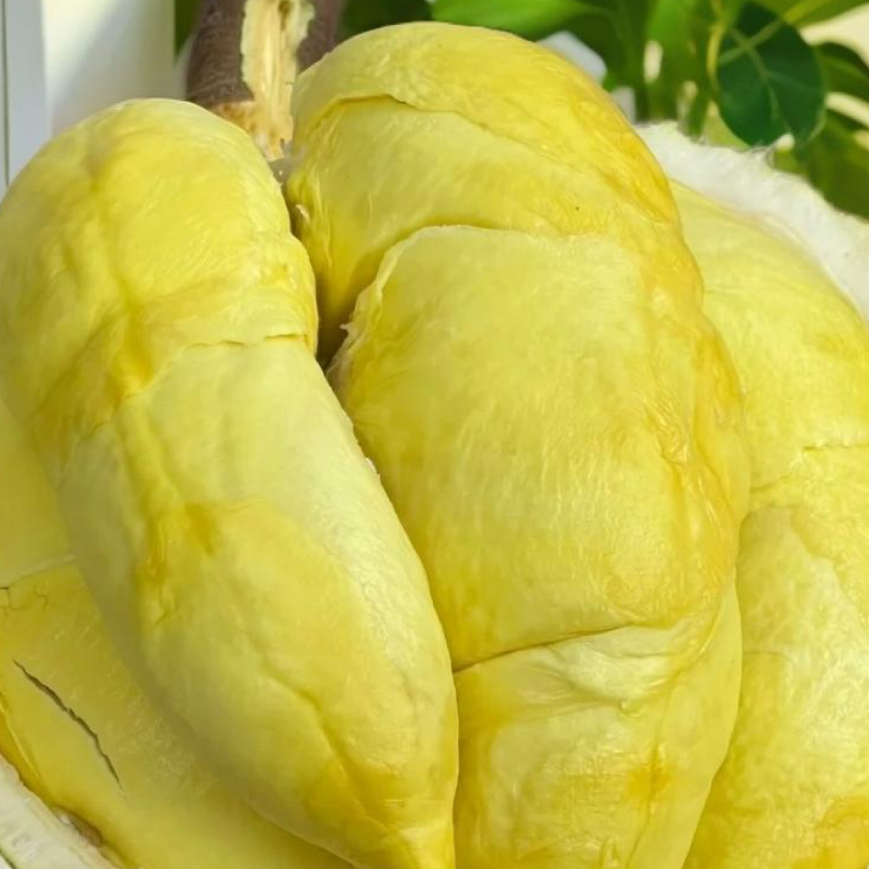 泰国树熟金枕鲜榴莲果肉软糯香甜   鲜果  斤  核小金枕泰国