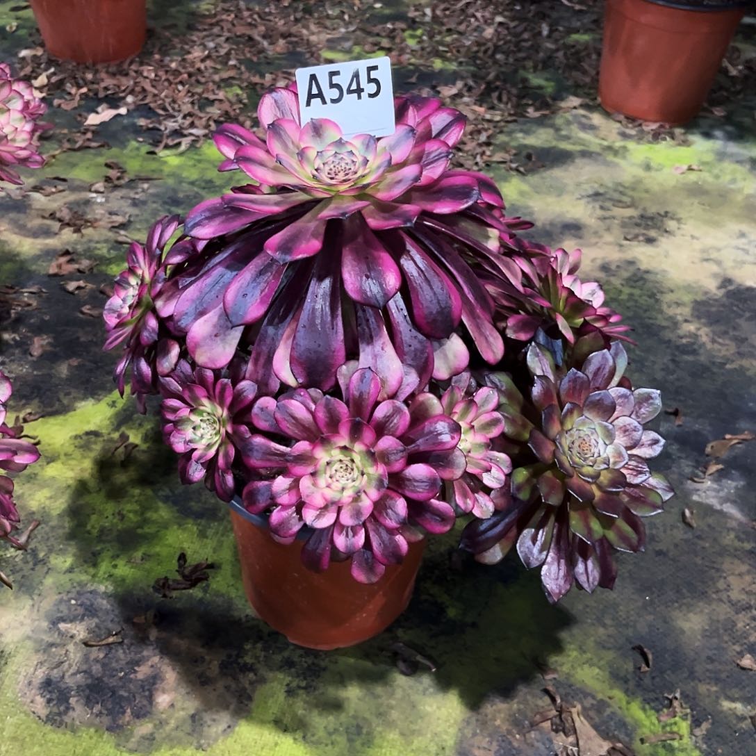 w***n多肉植物美姬断枝不包545多肉