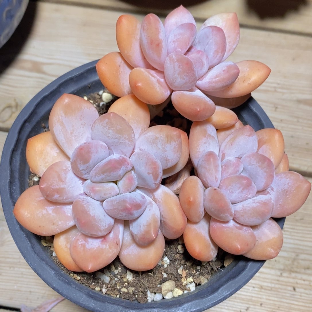 一物一拍多肉植物满38包邮多肉