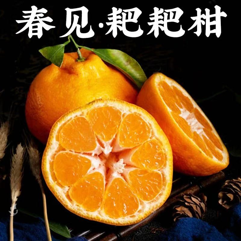 新鲜采摘正宗四川耙耙柑产地直发现摘现发新鲜水果多汁香甜