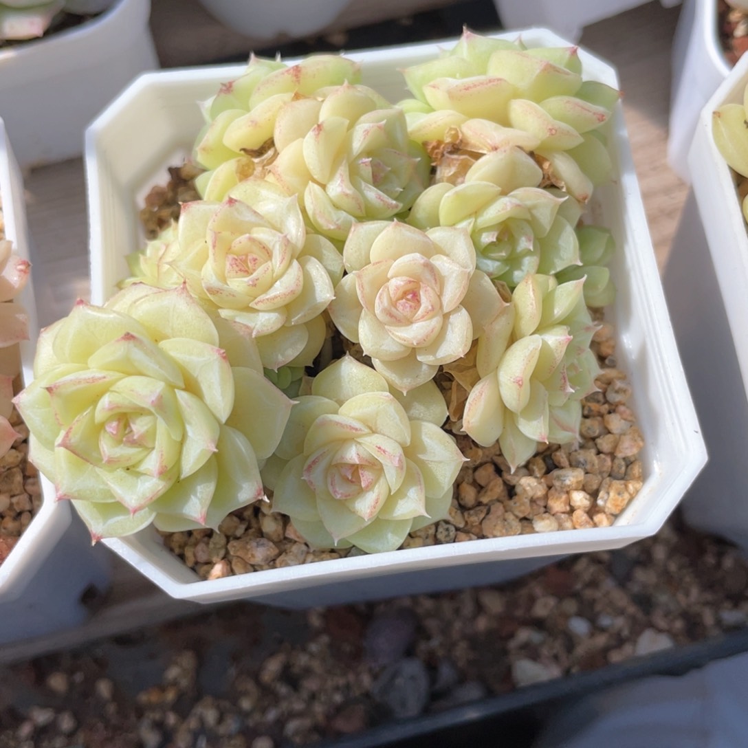 优选白天鹅福利444