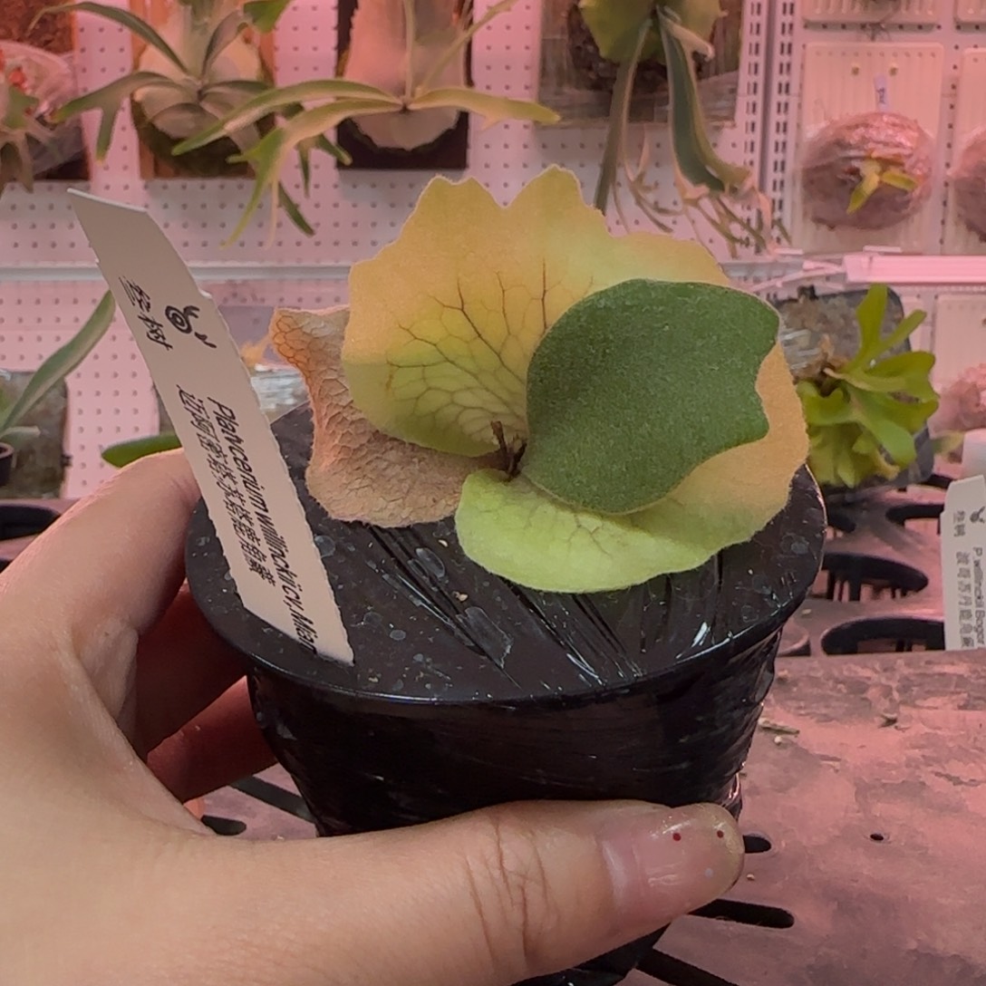 迈阿密塔苏塔鹿角蕨