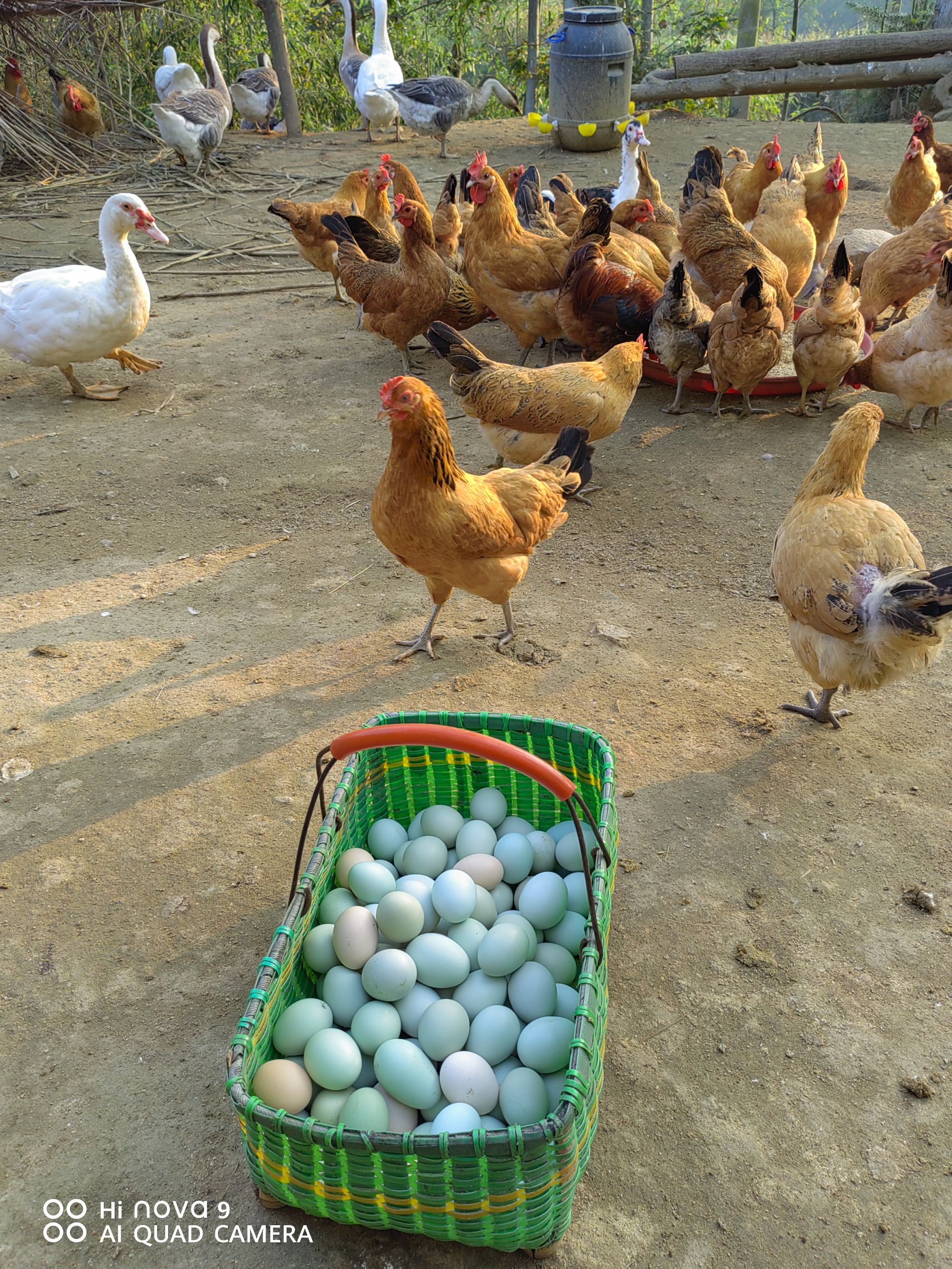 大别山农家散养土鸡蛋